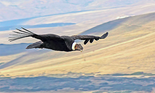 Cóndor andino (Vultur gryphus)