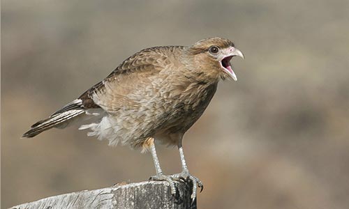 Chimango (Milvago chimango)